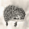 Avatar du membre